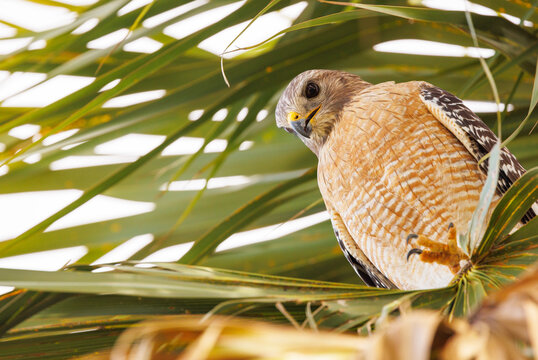 A red-shouldered hawk (Buteo lineatus) closeup portrait, with hawk looking down from a palm tree in Sarasota County, Florida