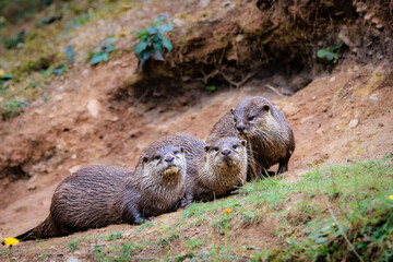 Eurasian otter