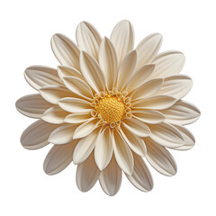 white daisy flower isolated on transparent background cutout