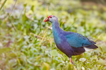 A grey-headed swamphen (Porphyrio poliocephalus), an introduced bird species, in Sarasota, Florida