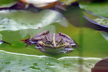 frog sitting on a lotus leaf in a pond