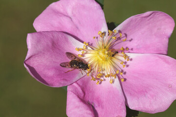 Hoverfly Ferdinandea cuprea, family Syrphidae with an ant on flower of a rose (rosa). Family Rosaceae. Spring, Dutch garden. May