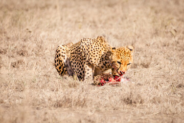 Cheetah after the hunt