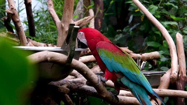 Victoria Butterfly Gardens Close up red Macaw parrots in Caribbean tropical forest. red-feathered parrot eats food from a plate, green and blue wings close-up, beak and tongue, drinks water from bowl