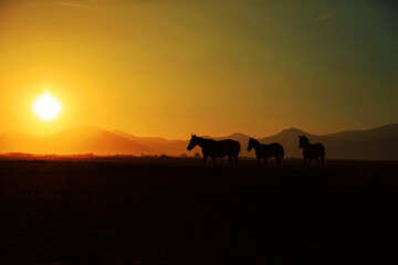 Fototapeta na wymiar Horses on the sunset