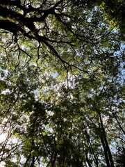 trees and sky