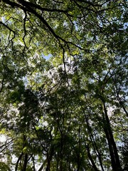 trees and sky