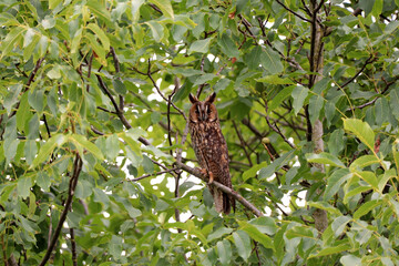 Long-eared owl (Asio otus) sitting in a green walnut tree in summer. Owl on green background with leaves.