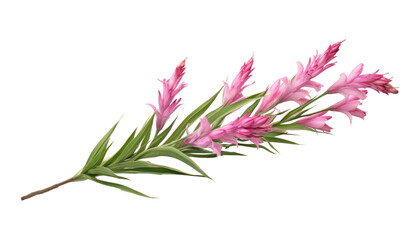 pink flower stalk isolated on transparent background cutout