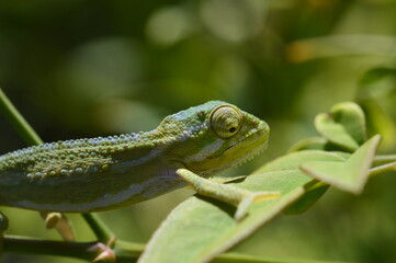 chameleon on a tree