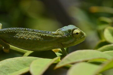 Cape dwarf chameleon