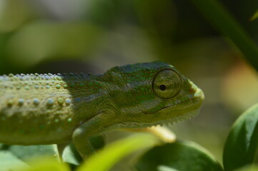 green chameleon on a branch