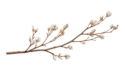 branch of a white bud isolated on transparent background cutout - obrazy, fototapety, plakaty