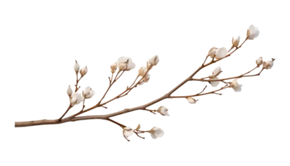 Foto op Canvas branch of a white bud isolated on transparent background cutout © Papugrat