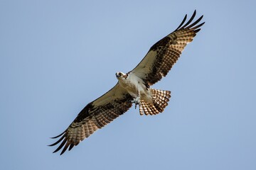 Obraz premium Majestic osprey soars through a beautiful blue sky