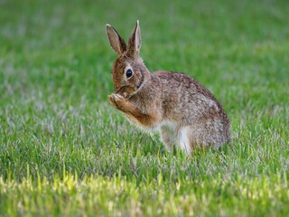 Fototapeta premium Brown rabbit on a grassy field