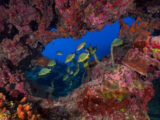 Colorful school of fish swims among a vibrant collection of coral. Snapper Hole, Grand Cayman