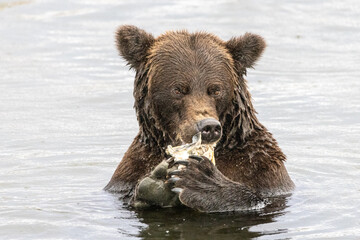 Brooks River, Katmai National Park, Alaska, September 2022.More stuff: www.wortsucher.de