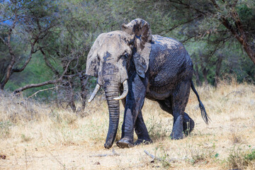 Fototapeta premium Safari, Tarangire National Park, Tanzania, July 2023,.More stuff: www.wortsucher.de