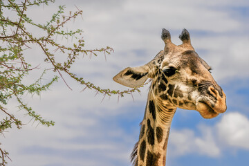 Giraffe Close-Up