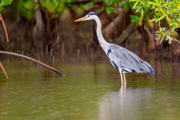 A GRAY HERON ,it does hunt mostly along river banks, it was short in east Africa coast Kenya Mombasa