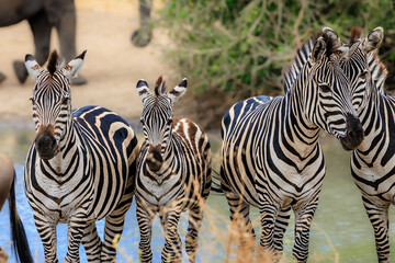 Naklejka premium Zebras