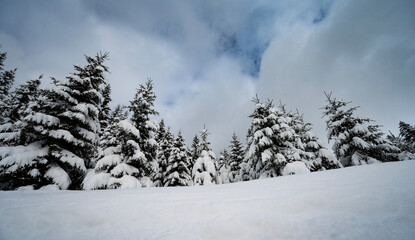 The landscape view of snowy forest nature winter background.