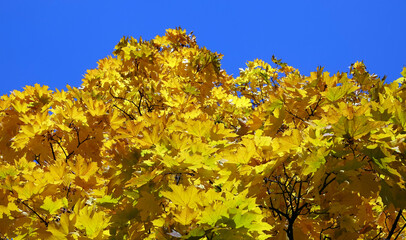 Yellow autumn leaves on tree branches