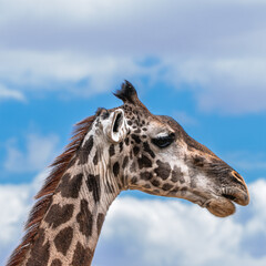 Giraffe Close-Up