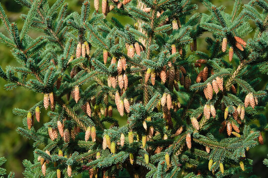 Lijiang spruce tree with clusters of cones on the branches