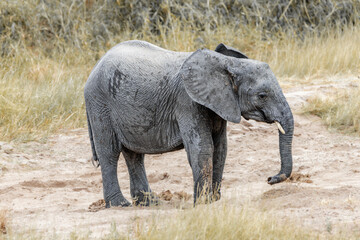 Young elephant