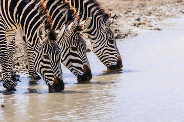 Fototapeta na wymiar 3 drinking Zebras