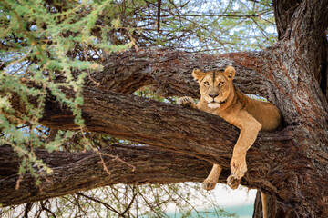 Lion on a tree