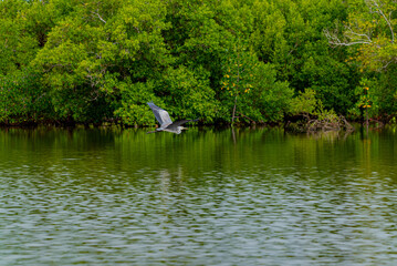 A GRAY HERON ,it does hunt mostly along river banks, it was short in east Africa coast Kenya Mombasa