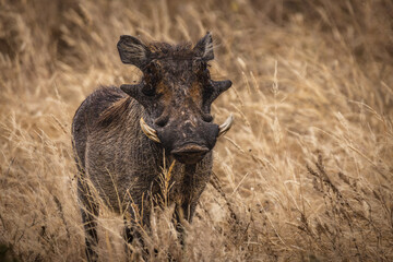 Warthog