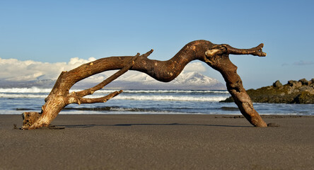 Russia. Far East, Kuril Islands. A natural landscape with a bizarre snag on the coastal volcanic...