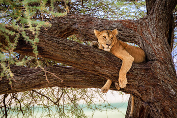 Lioness on a tree