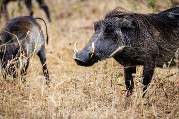 Wildlife, Safari, Tarangire and Serengeti National Park, Tanzania, July 2023,.More stuff: www.wortsucher.de