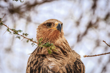 Eagle portrait