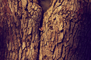 Tree bark texture. Tree bark background.