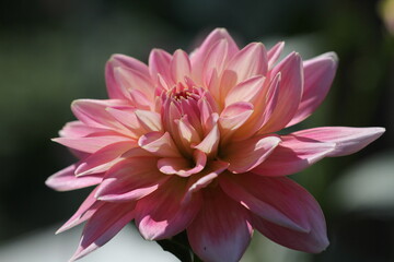 pink lotus flower
