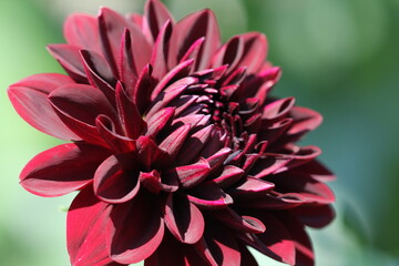 dahlia flower