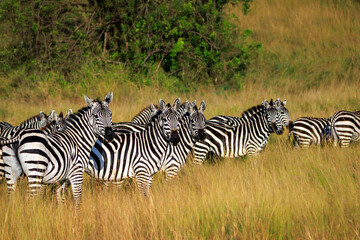 Zebra herd