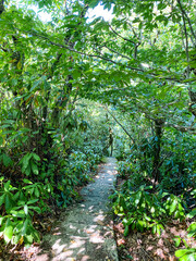 The stone path winds through a dense forest with greenery and tropical trees on either side.