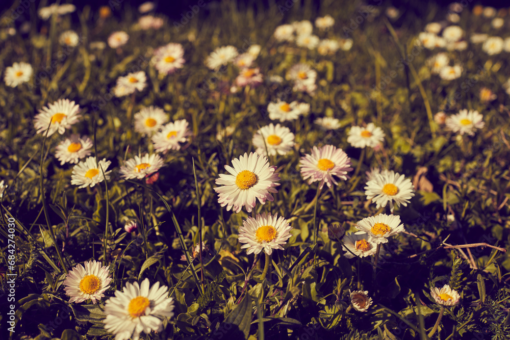 Wall mural summer meadwo with nice daisies