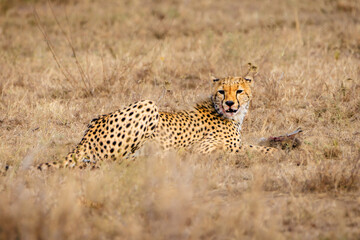 Wildlife, Safari, Serengeti National Park, Tanzania, July 2023,.More stuff: www.wortsucher.de