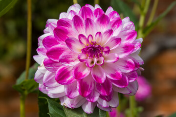 Obraz premium close up of bright pink and white dahlia flower head