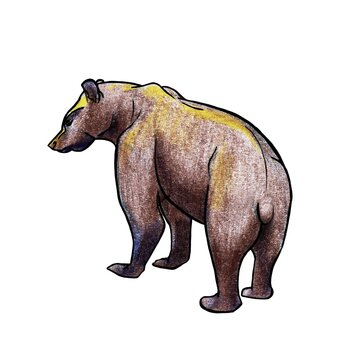 Brown bear, sketch with colored pencils, hand graphics.