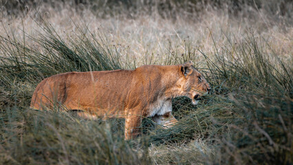 Lioness on the prowl