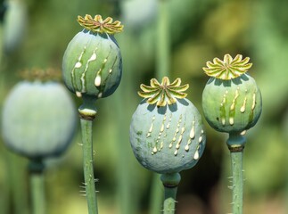 opium poppy heads with drops of opium milk latex - obrazy, fototapety, plakaty